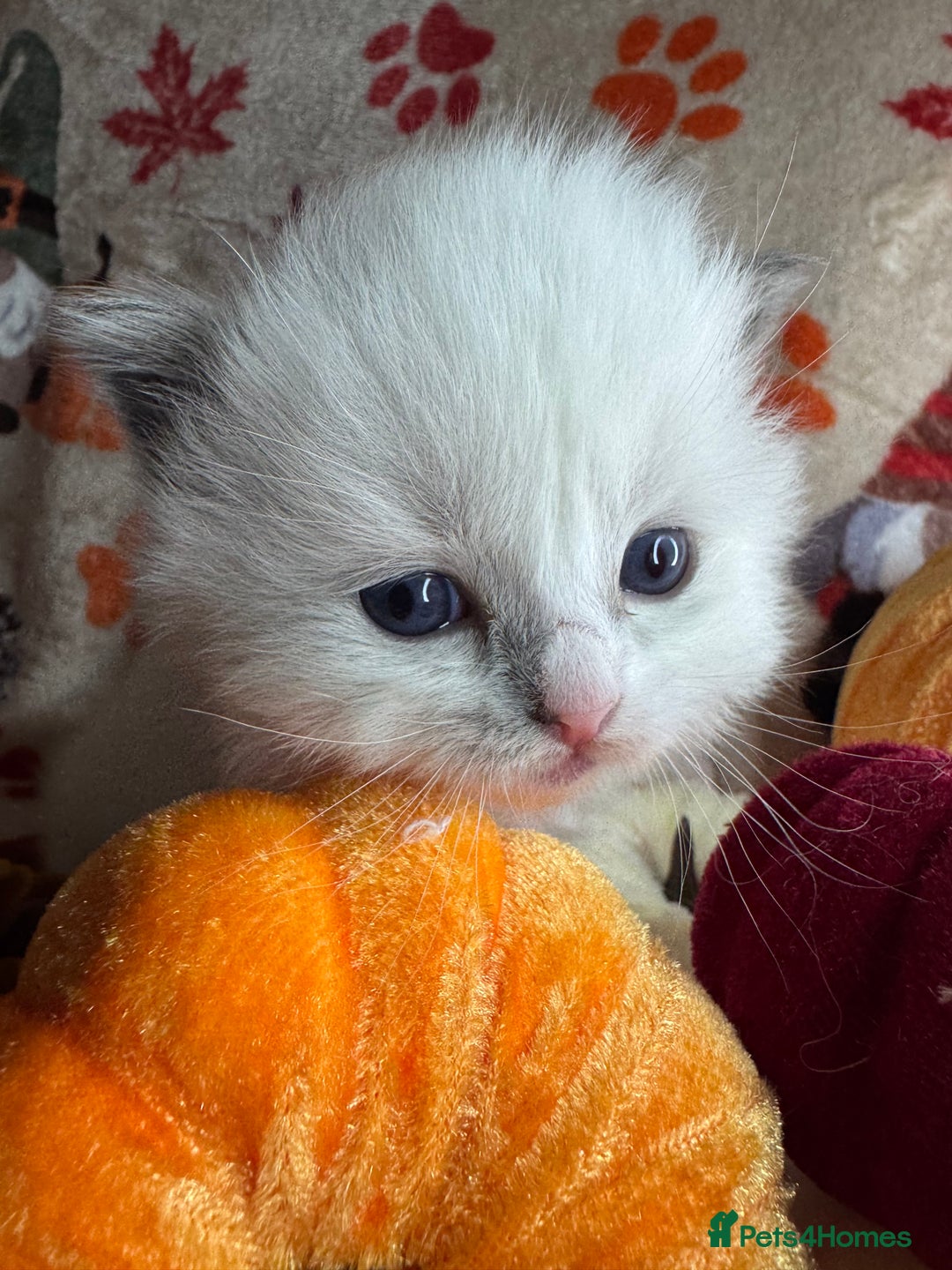 Ragdoll cats for sale: 🏆 gccf ragdoll grand champion kittens 🏆 - Image 16