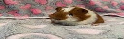 Guinea Pig rodents for sale: Beautiful Guinea pig babies  - Advert 6