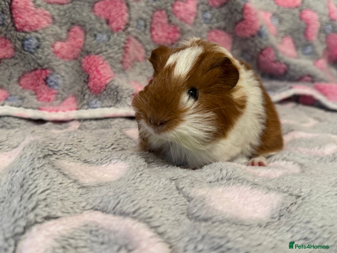 Guinea Pig rodents for sale: Beautiful Guinea pig babies  - Advert 6