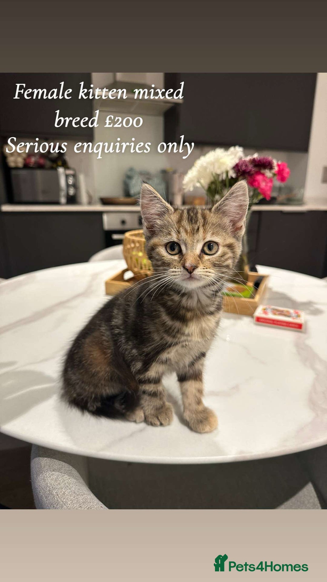 Mixed Breed cats for sale: Kittens available today! - Advert 6