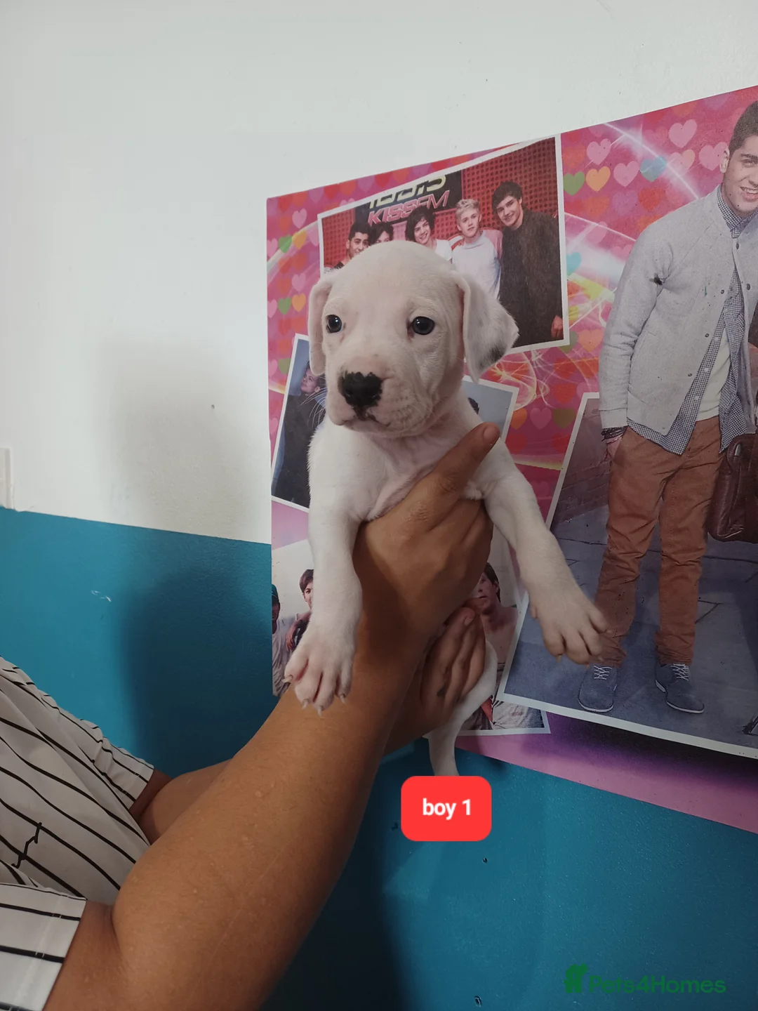 Staffordshire Bull Terrier dogs for sale: Adorable puppy for Staffordshire Bull Terrier - Advert 2