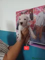 Staffordshire Bull Terrier 1