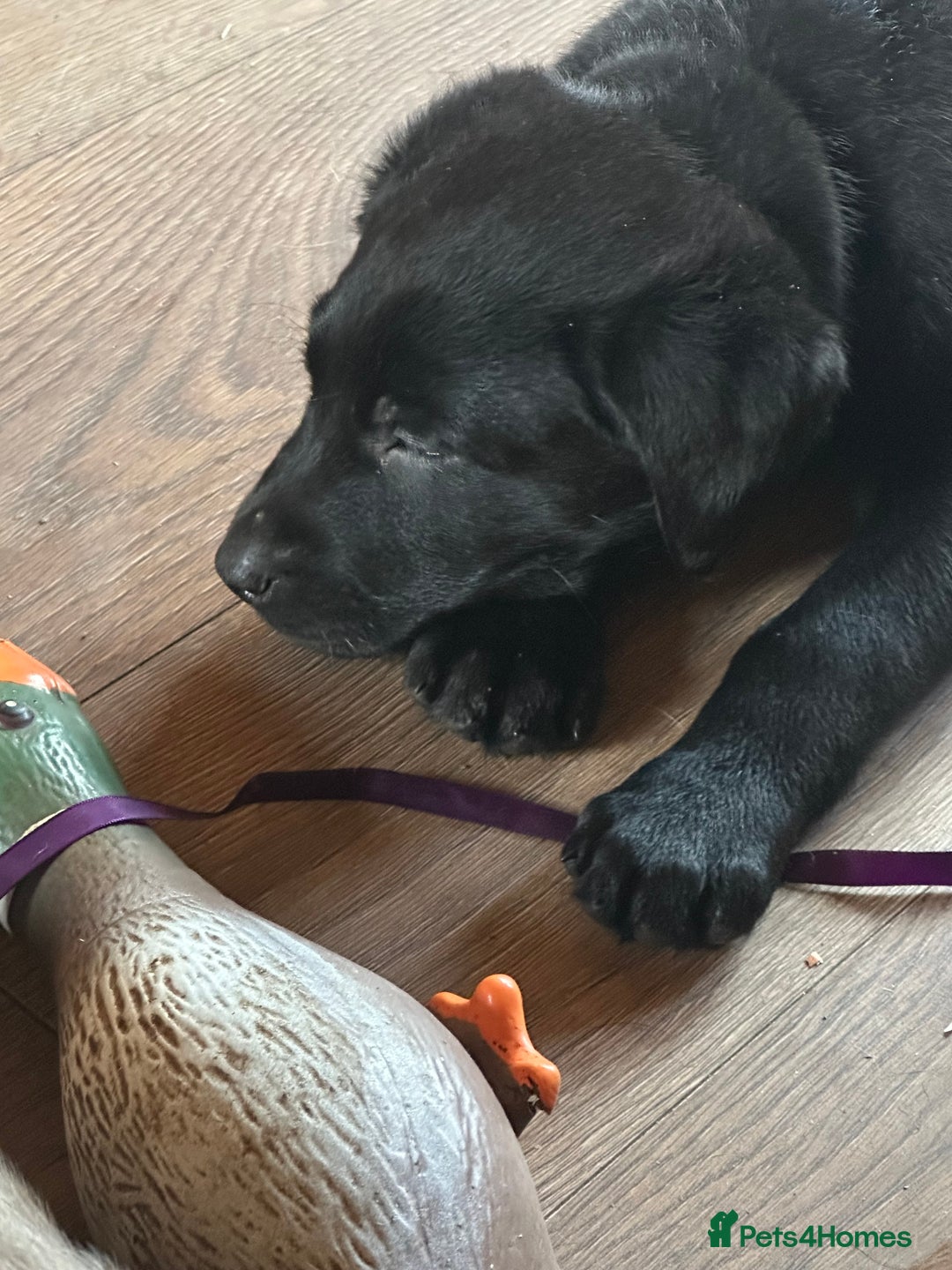 Labrador Retriever dogs for sale: 🔥 KC LABRADOR PUPPIES SILVER CHOCOLATE AND BLACK - Advert 33