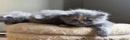 Persian cats for sale: Beautiful Persian kittens  - Advert 11