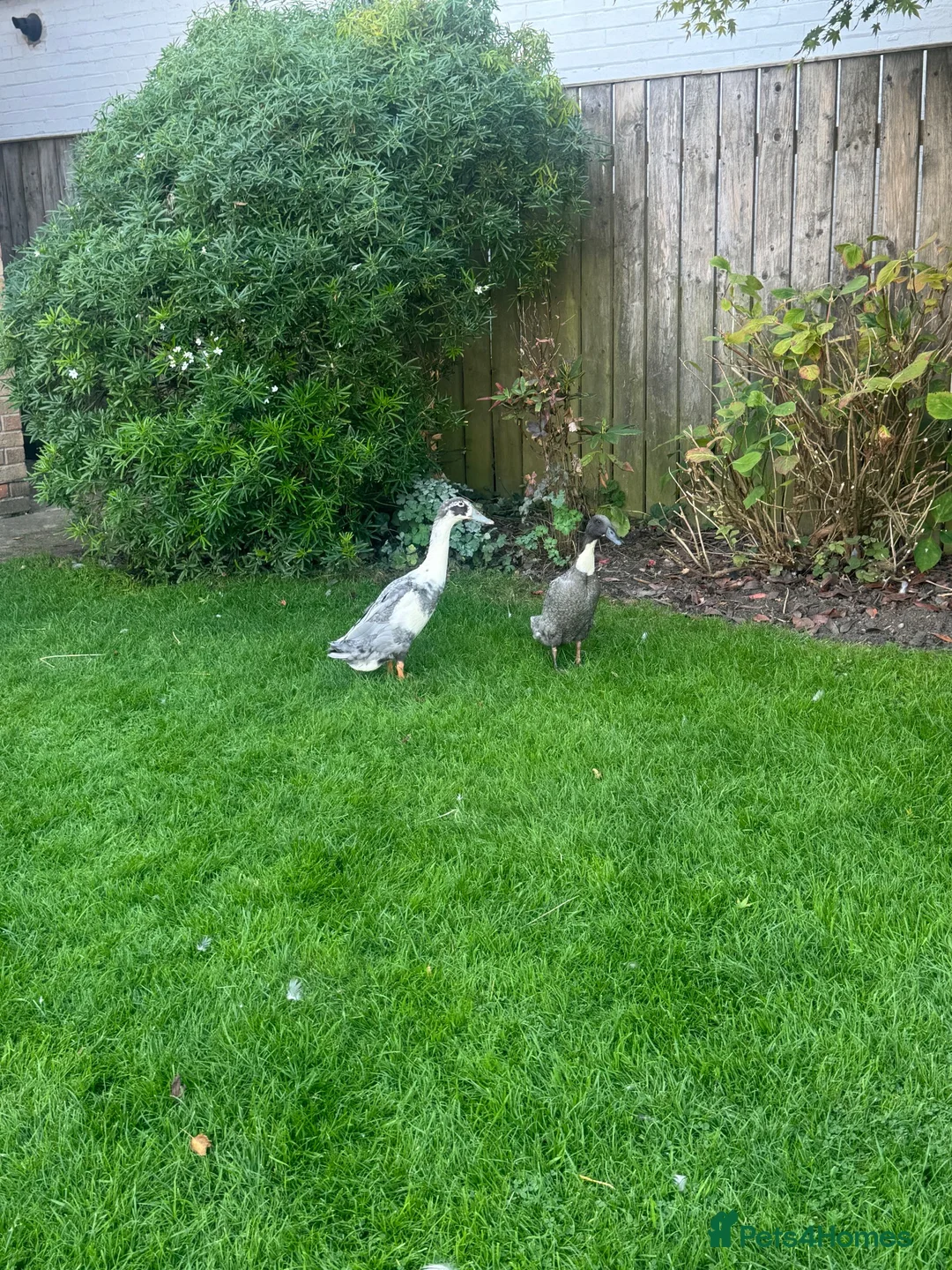 Ducks poultry for sale: 2 runner ducks  - Advert 1