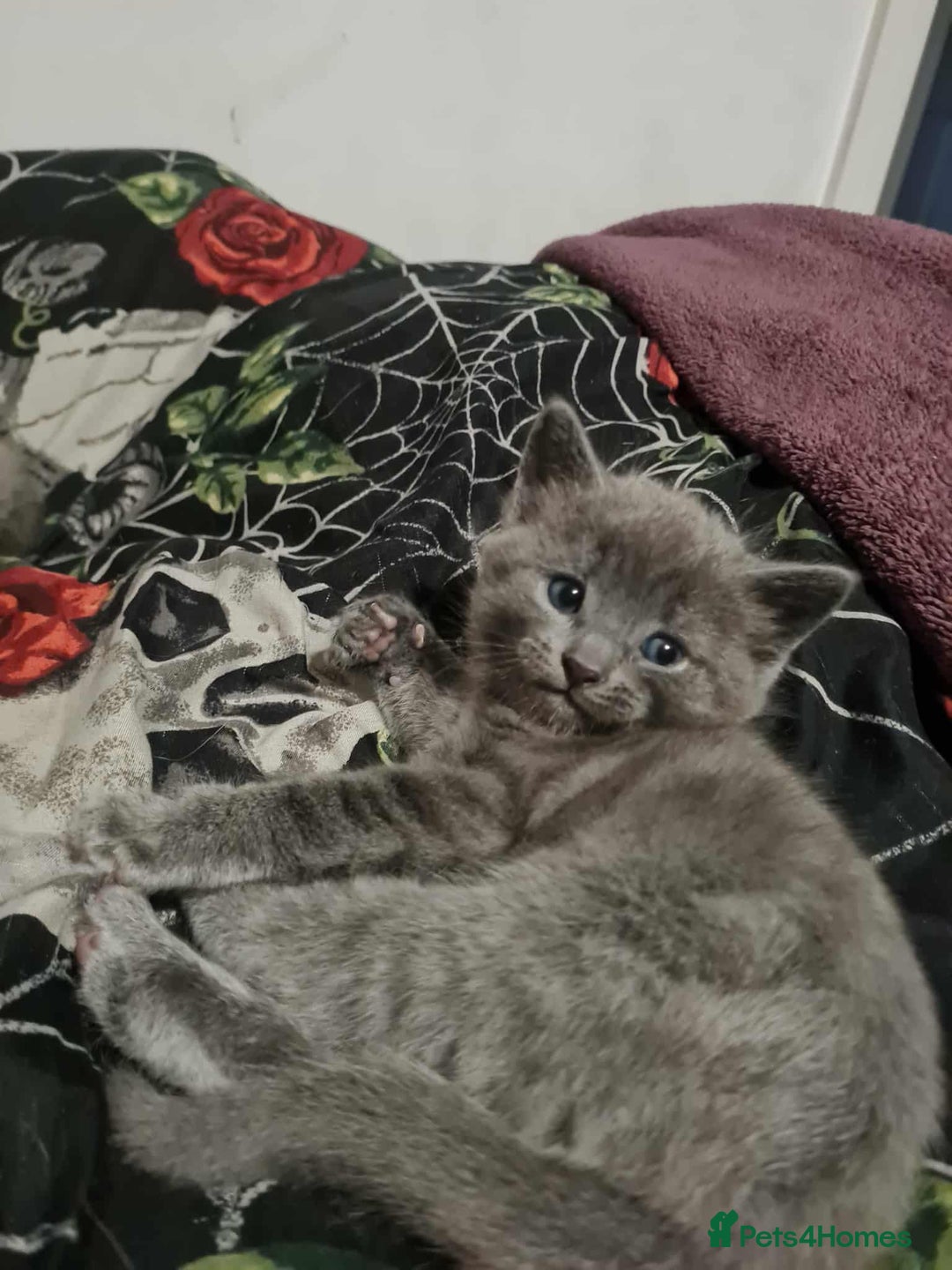 Mixed Breed cats for sale: Rag doll cross x Turkish angora  - Image 7