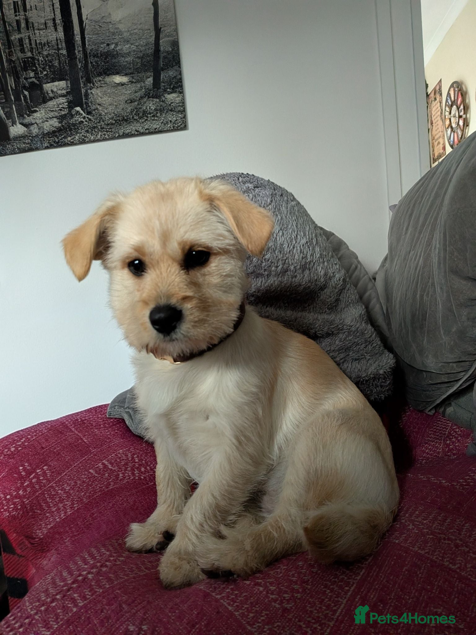 Mixed Breed dogs Sandy  - Advert 9