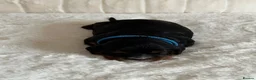 Cavalier King Charles Spaniel dogs for sale: * KC Reg Health Tested Puppies *  - Advert 16