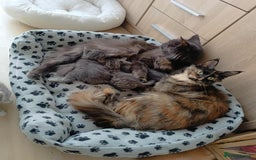 Maine Coon cats for sale: Beautiful half maine coon kitten - Image 16