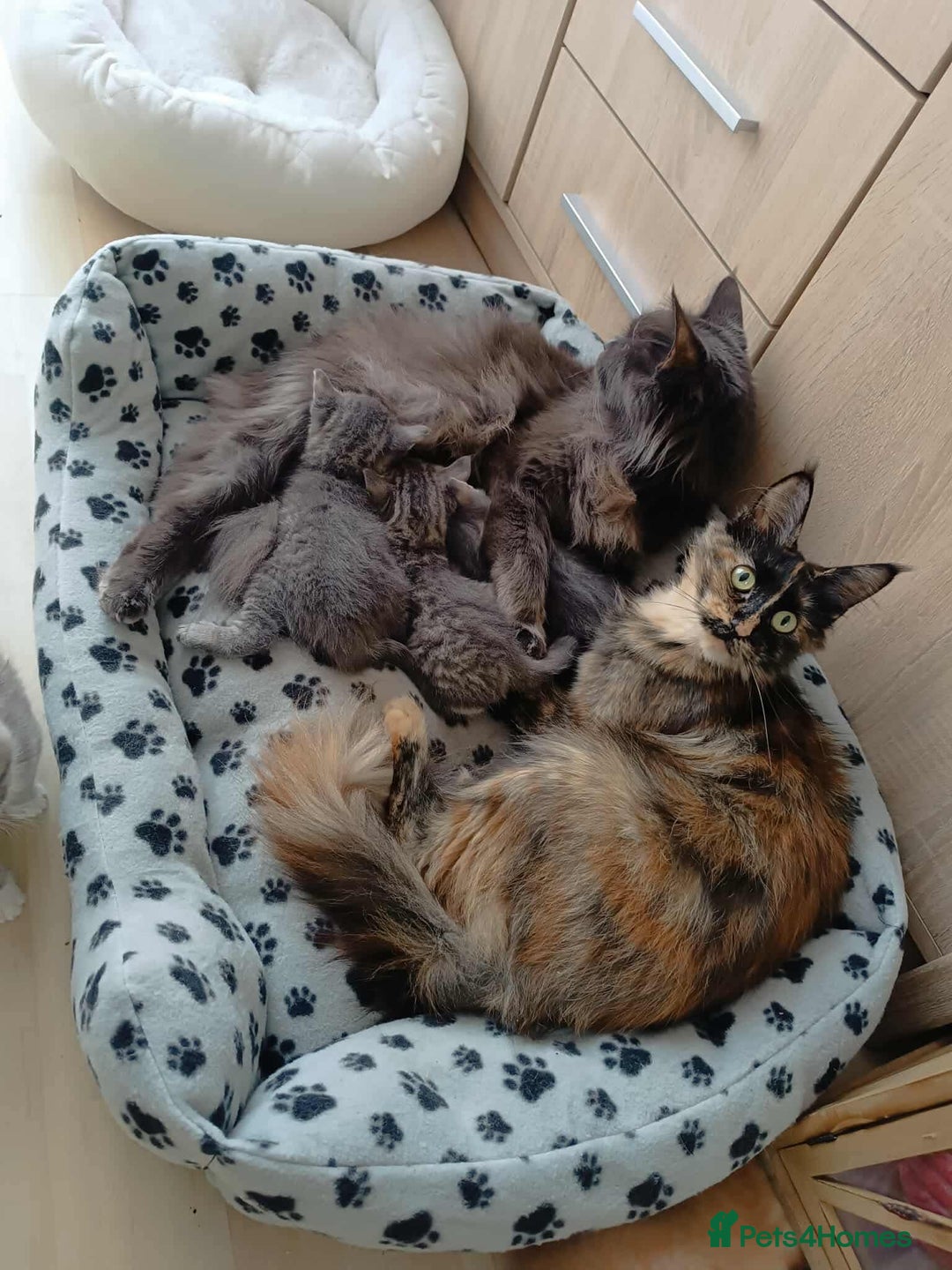 Maine Coon cats for sale: Beautiful half maine coon kitten - Image 16