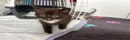 Mixed Breed cats for sale: Fluffy Kittens For Sale in Barry - Advert 14