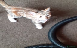 Domestic Shorthair cats for sale: Lovable kittens for homing - Image 8