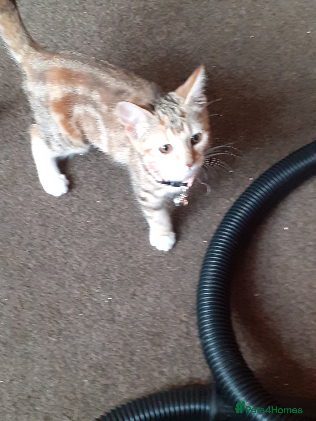 Domestic Shorthair cats for sale: Lovable kittens for homing - Image 8