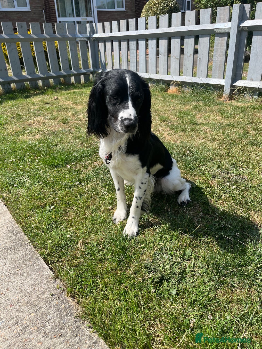 English Springer Spaniel dogs for stud: Ralph for Stud. - Advert 6