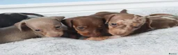 Miniature Dachshund dogs for sale: Miniature Dachshund Puppies - Advert 8