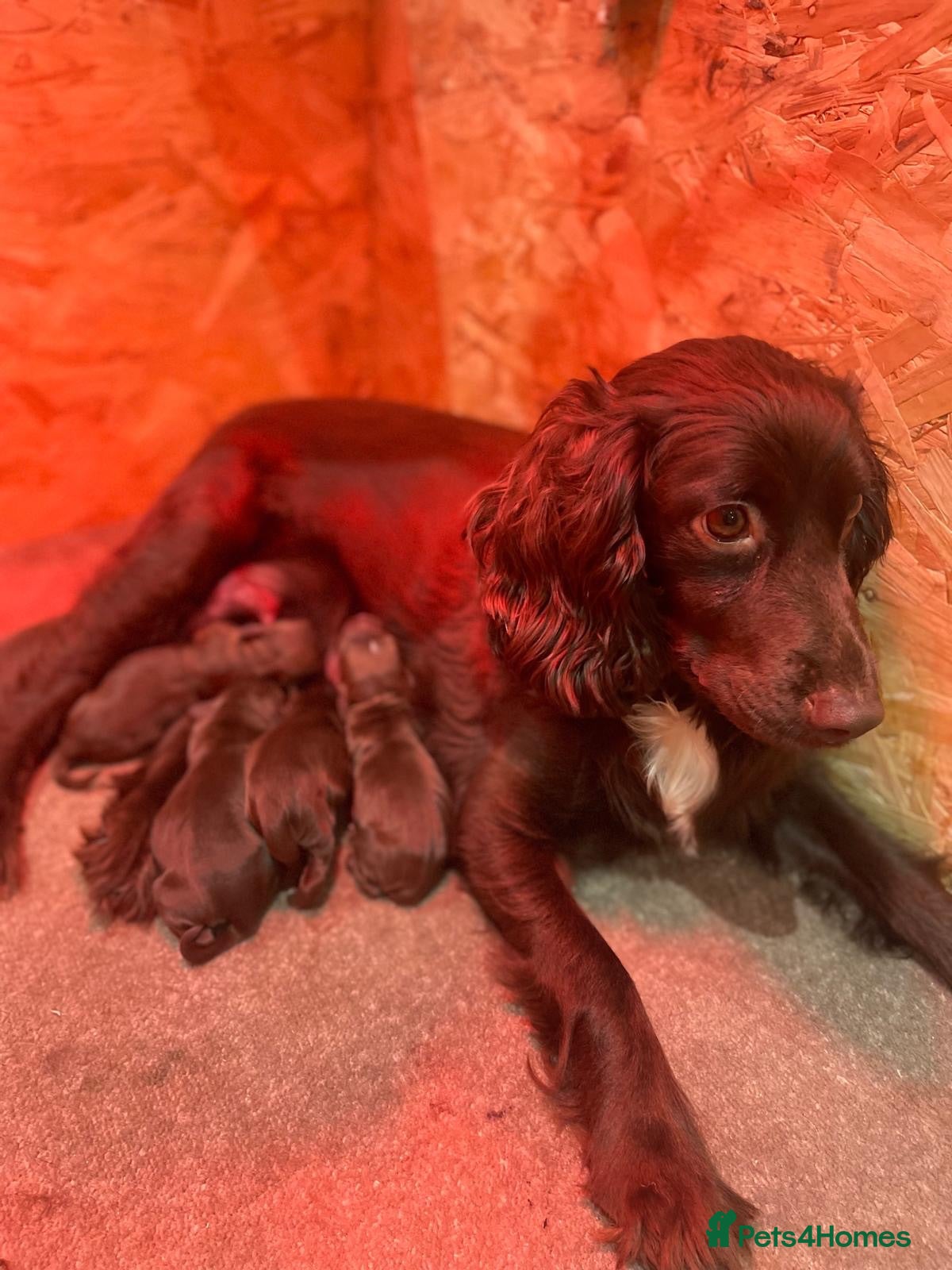 Cocker Spaniel dogs Working Cocker Spaniels for sale - Advert 2