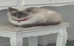 Ragdoll cats for sale: Ragdoll male kitten  - Image 8