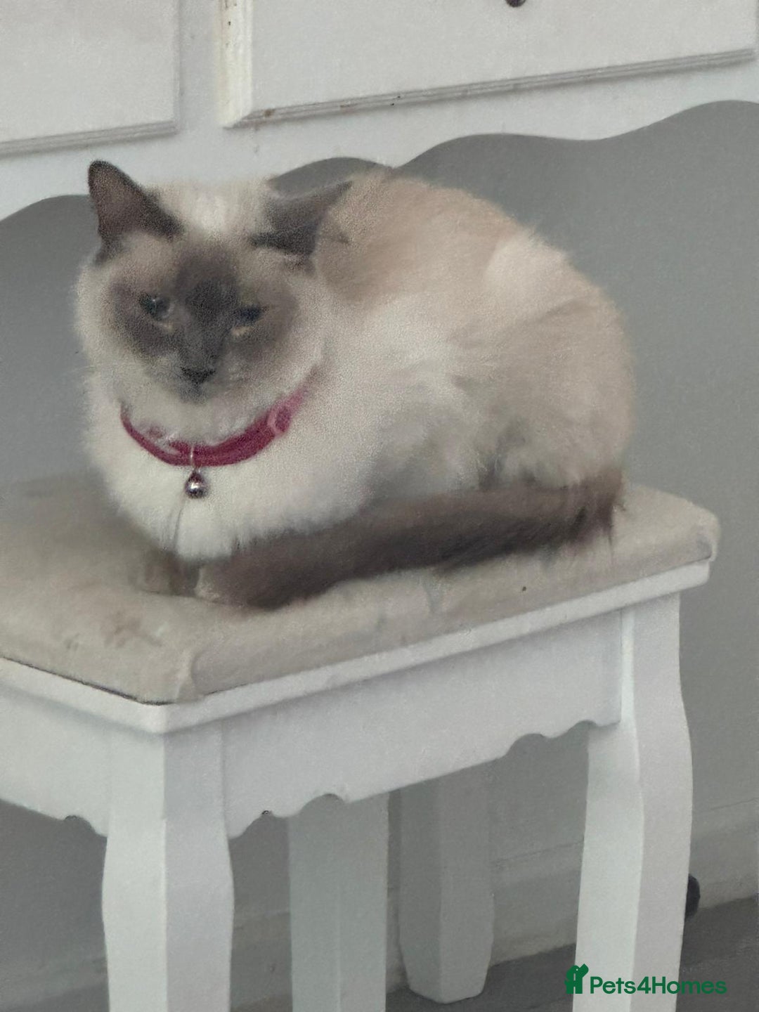 Ragdoll cats for sale: Ragdoll male kitten  - Image 8