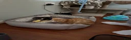 Domestic Shorthair cats for sale: Kittens  - Advert 13