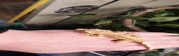 Gecko reptiles for sale: Crested geckos various ages mostly Dalmatians  - Advert 6