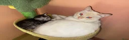 Mixed Breed cats for sale: Lovely kittens - Advert 6