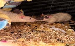 Rat rodents for sale: X2 male Rats  - Image 3