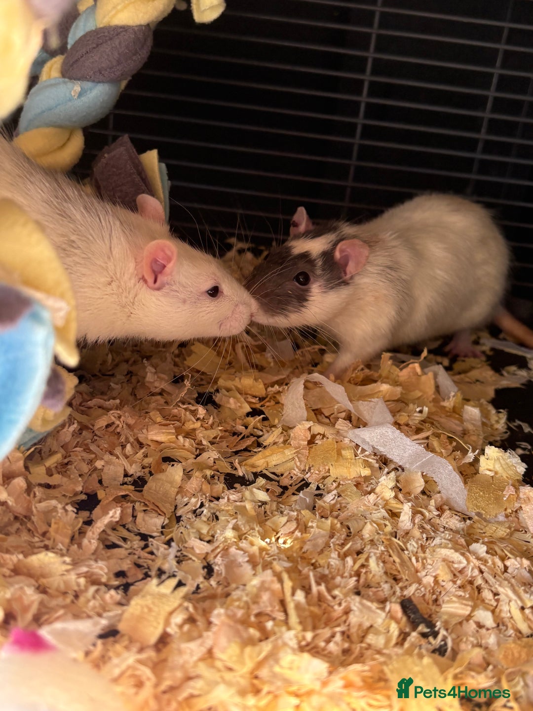 Rat rodents for sale: X2 male Rats  - Image 3