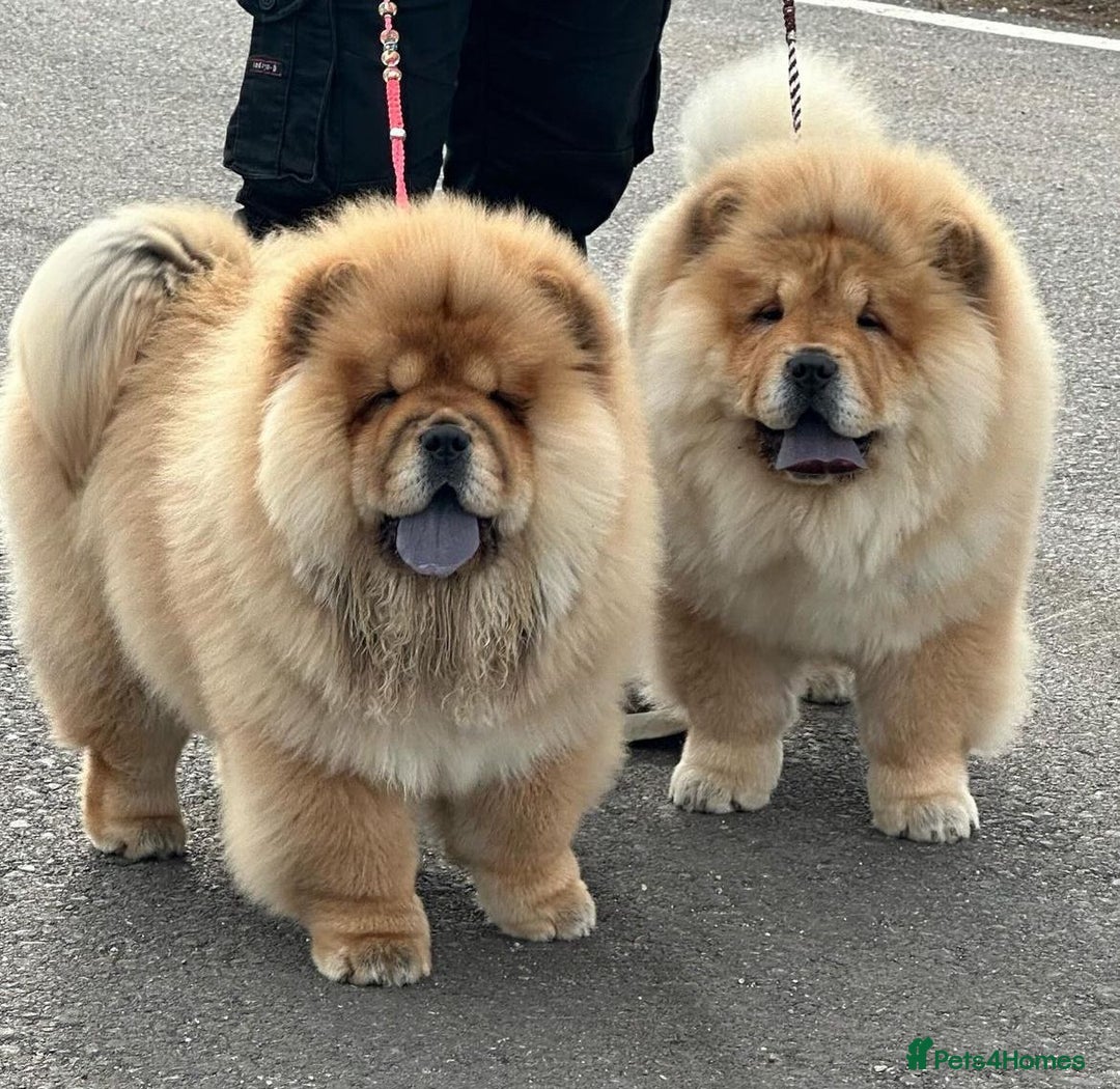 Chow Chow dogs for sale: Kc Registered Chow Chow Pups - Image 20