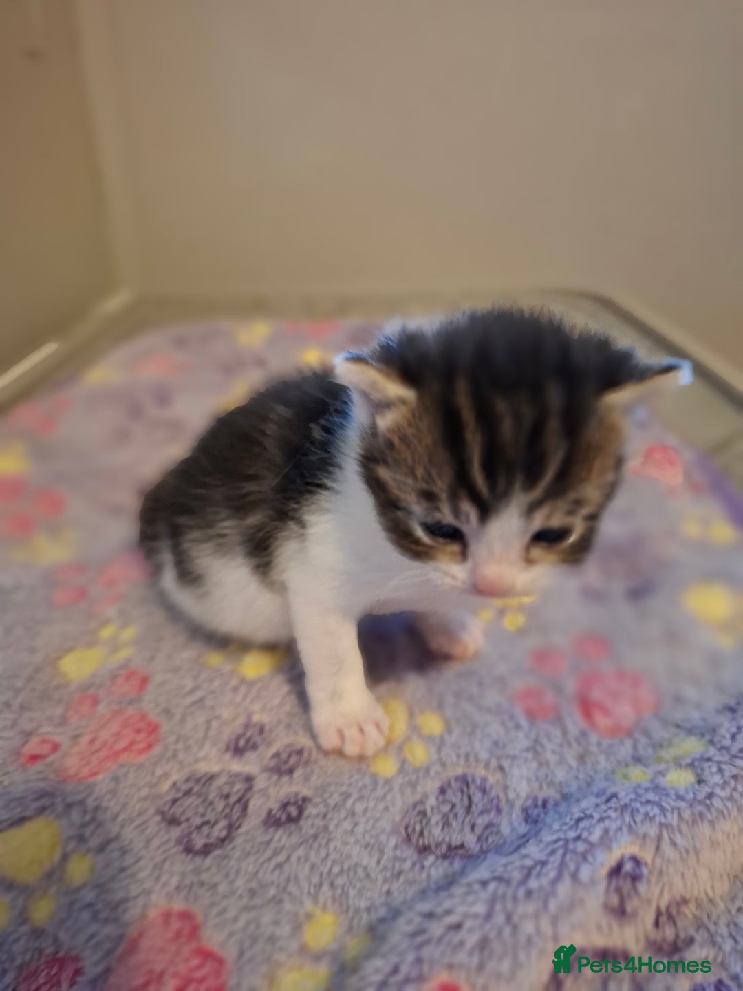 Mixed Breed cats for sale: Single kitten  - Advert 10