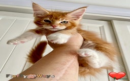 Maine Coon cats for sale: 🐾🦁 *TICA REG* GINGER MAINE COON KITTENS🦁🐾 - Image 1