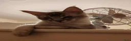 Maine Coon cats for sale: Lovely maine coon kittens - Advert 9