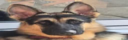 German Shepherd dogs for stud: Straight back stunning B&T Stud - Advert 2