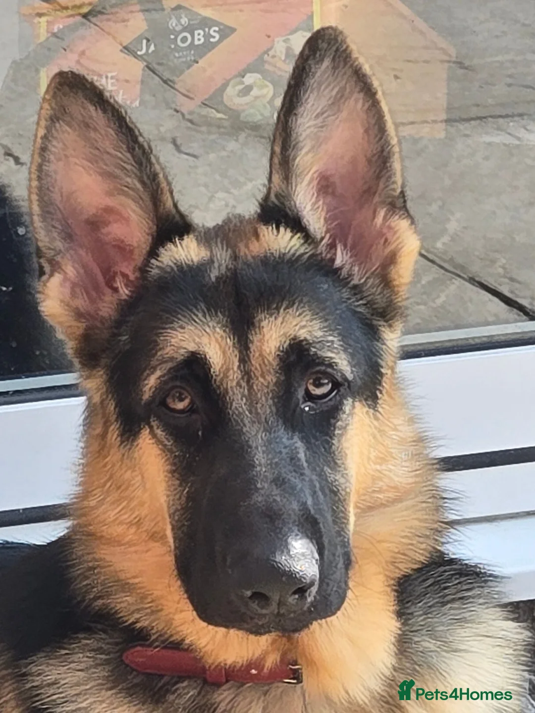 German Shepherd dogs for stud: Straight back stunning B&T Stud - Advert 2