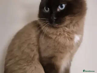 Ragdoll cats Ragdoll Seal Sepia Stud Genetically Tested 🐾 in London - Advert 10