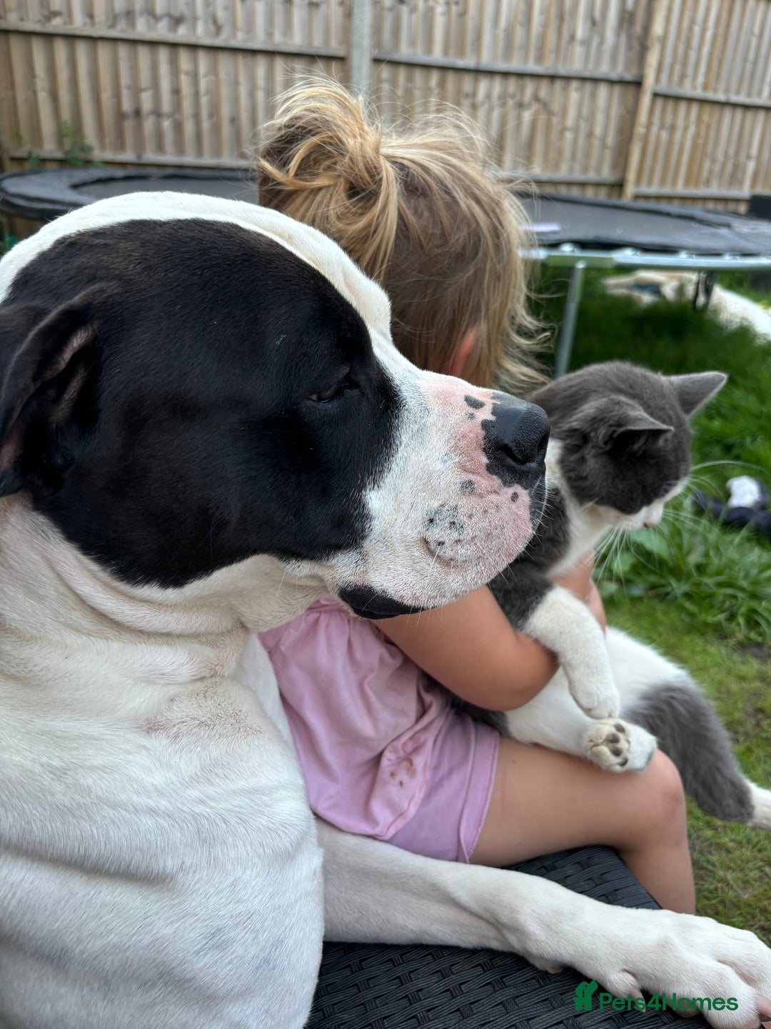 American Bulldog dogs for sale: Albie the American bulldog  - Image 5