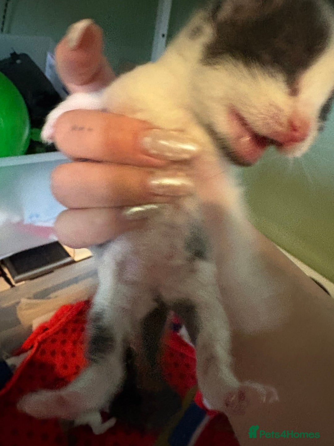 Mixed Breed cats for sale: 3 unusual colored kittens  - Image 7