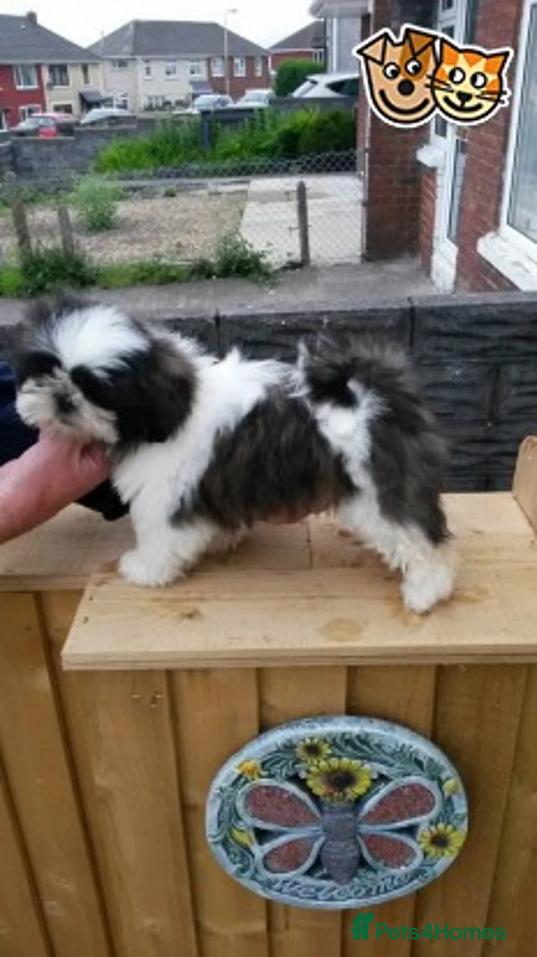 Shih Tzu dogs for stud: KC HARROPINE LUSTY DUSTY FOR STUD ONLY in Bridgend - Advert 20