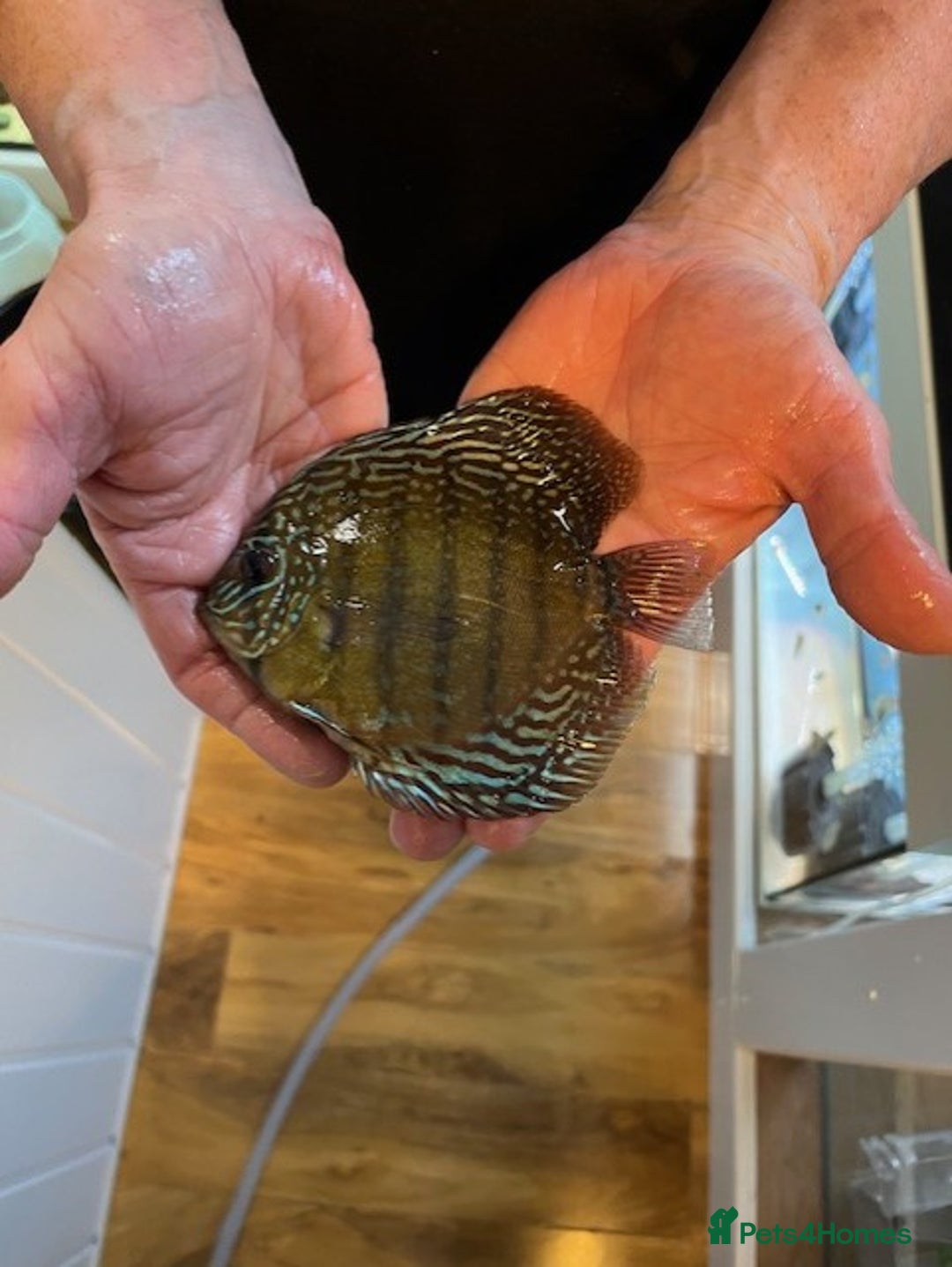 Discus fish for sale: HIGH QUALITY DISCUS £40 EACH  - Advert 7