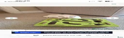 British Shorthair cats for sale: British Shorthair in Hinckley - Advert 9