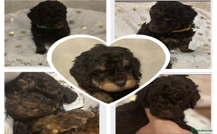 Cockapoo dogs Beautiful F2B Cockapoo Puppies - Advert 12