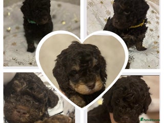 Cockapoo dogs Beautiful F2B Cockapoo Puppies - Advert 5