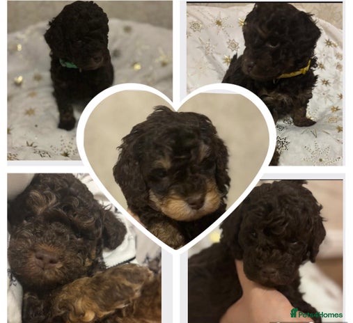 Cockapoo dogs Beautiful F2B Cockapoo Puppies - Advert 12