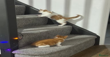 Mixed Breed cats - Advert 4