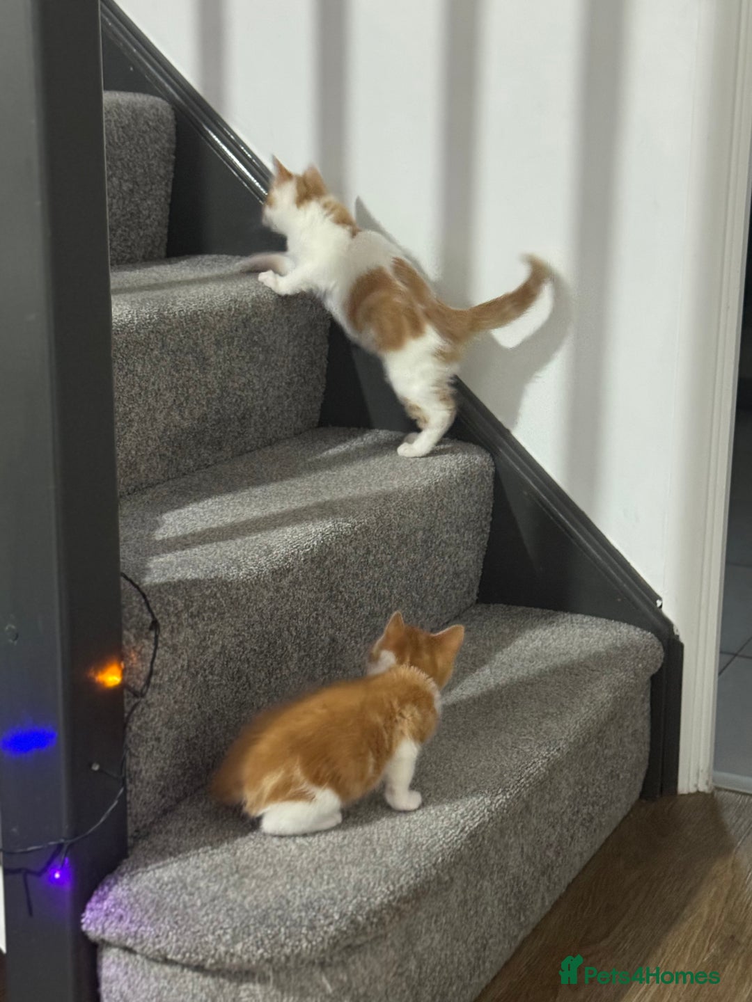 Mixed Breed cats for sale: Mixed breed Kittens  - Image 3