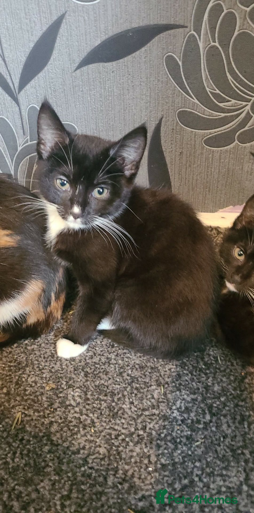Mixed Breed cats for sale: Kittens ready for new home  - Advert 2