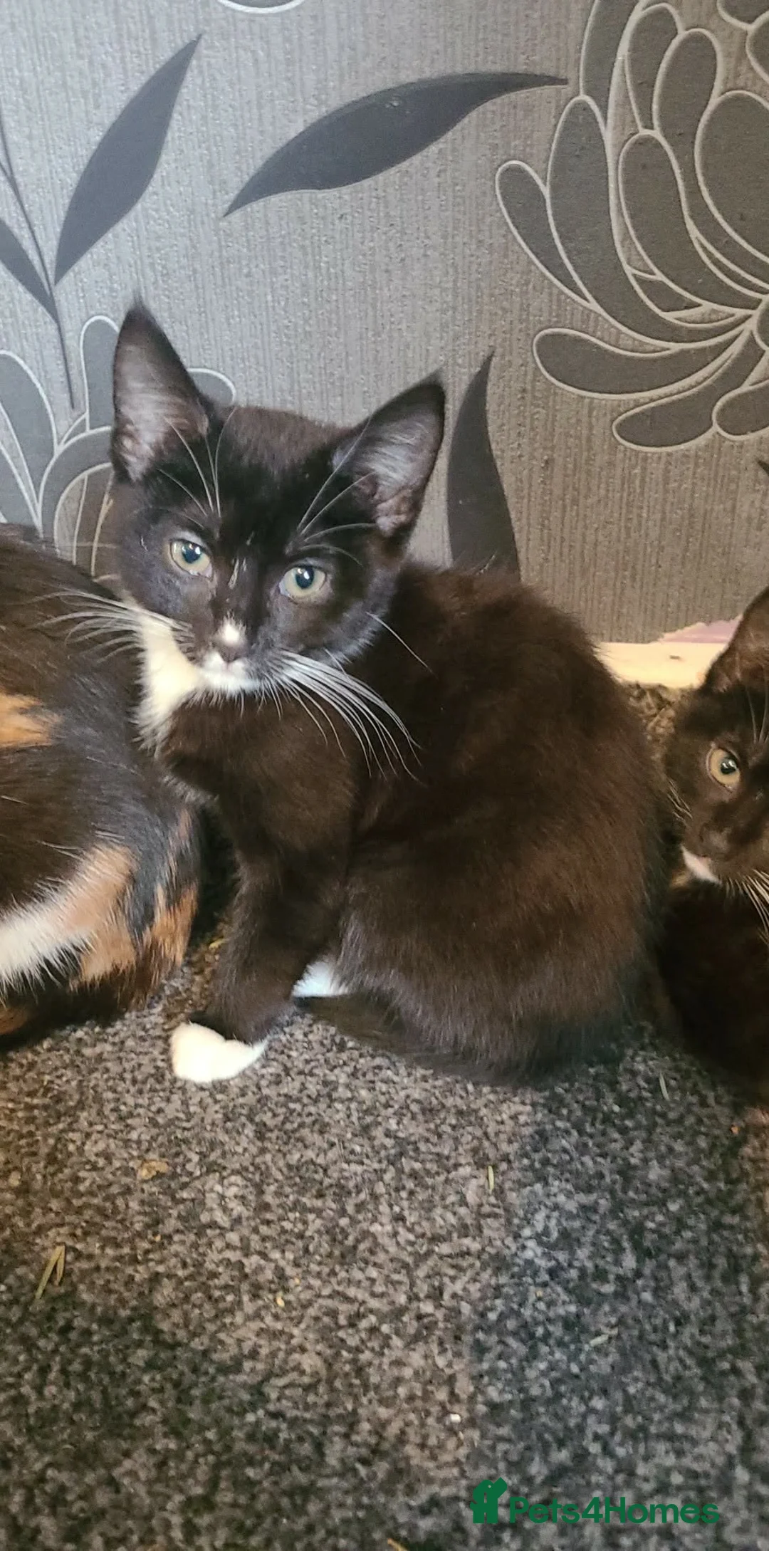 Mixed Breed cats for sale: Kittens ready for new home  - Advert 2