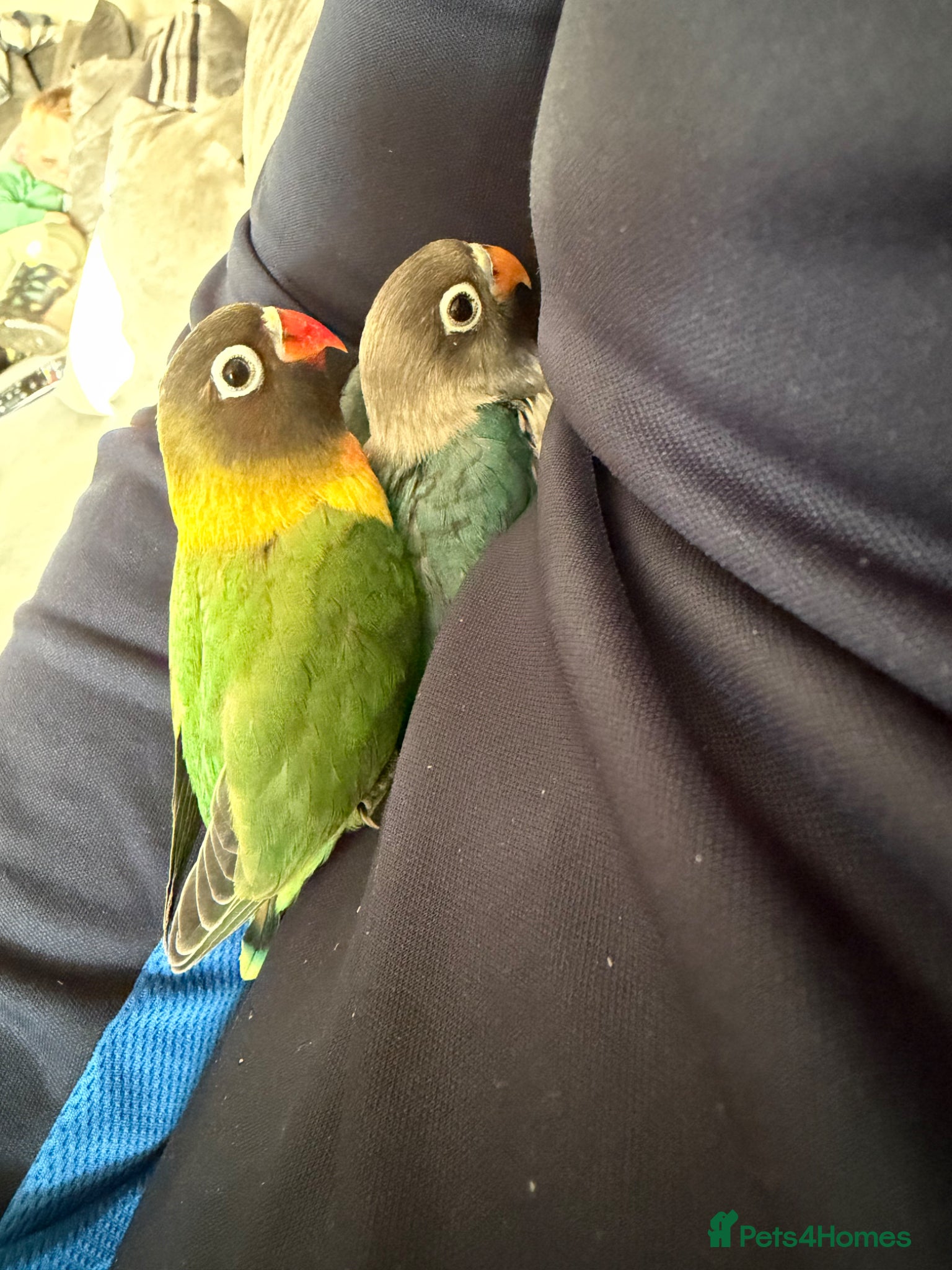Lovebirds birds 8 week old love birds  - Advert 1