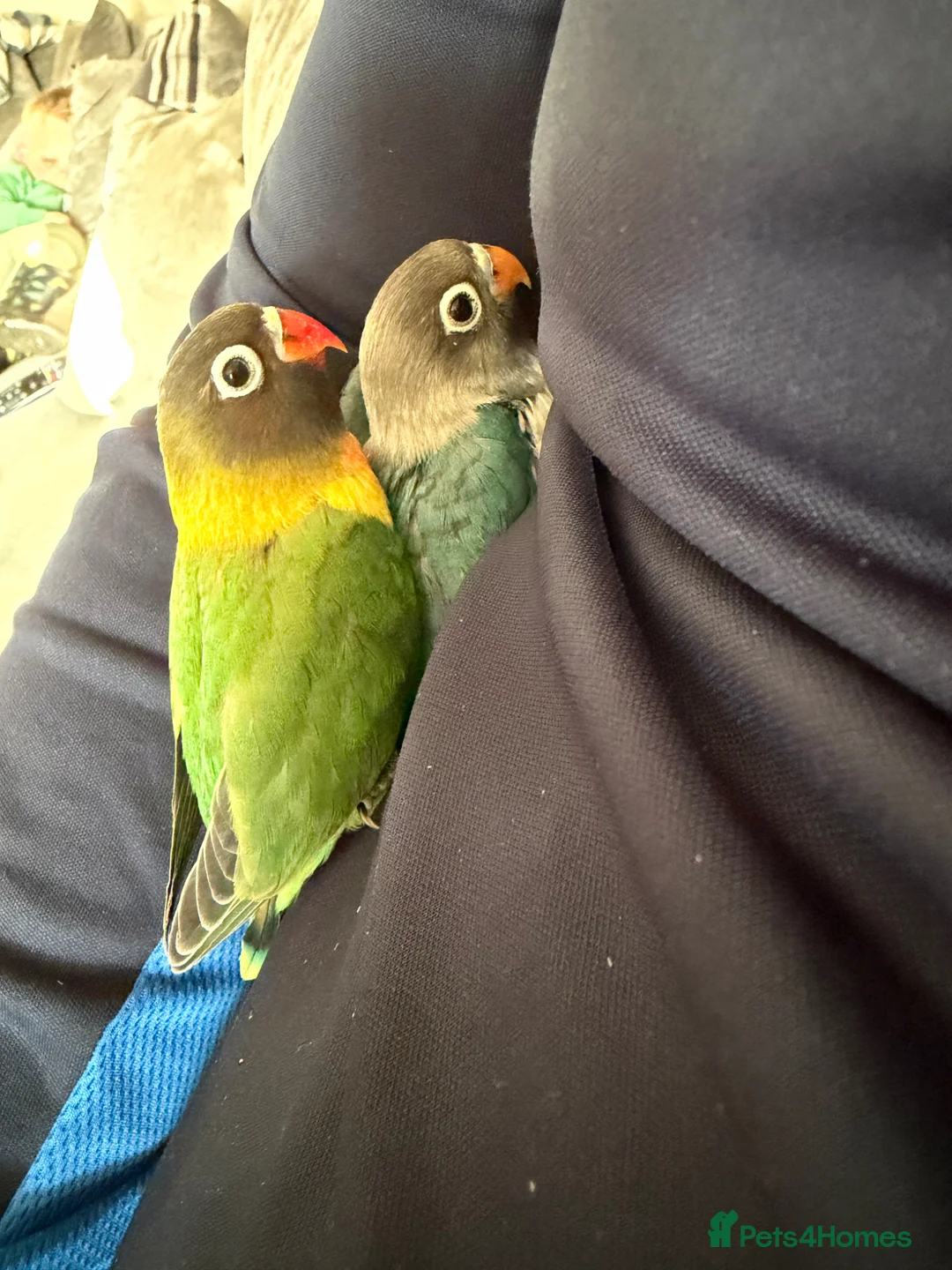 Lovebirds birds for sale: 8 week old love birds  - Advert 1