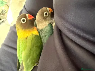 Lovebirds birds 8 week old love birds - Advert 3