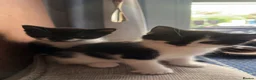 Mixed Breed cats for sale: Mixed breed black and white kittens - Advert 16